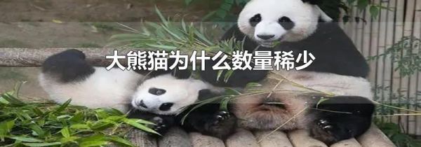 大熊猫为什么数量稀少