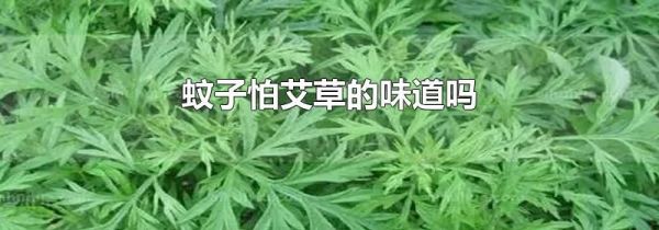 蚊子怕艾草的味道吗
