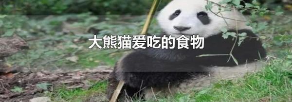 大熊猫爱吃的食物