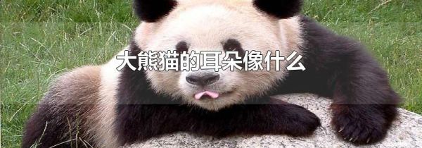 大熊猫的耳朵像什么