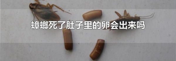 蟑螂死了肚子里的卵会出来吗