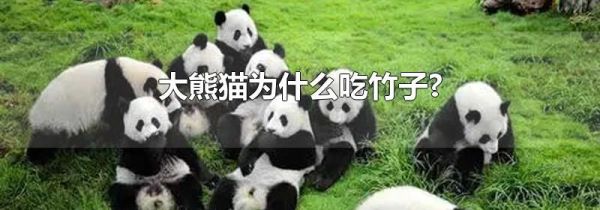 大熊猫为什么吃竹子?