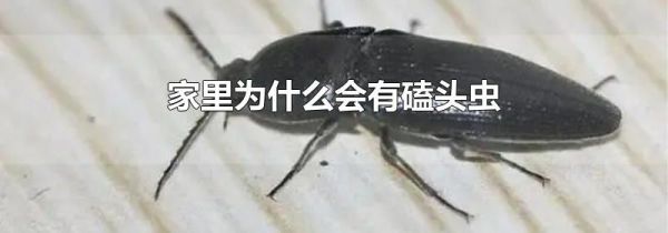 家里为什么会有磕头虫
