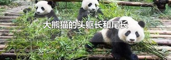 大熊猫的头躯长和尾长