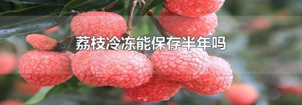 荔枝冷冻能保存半年吗