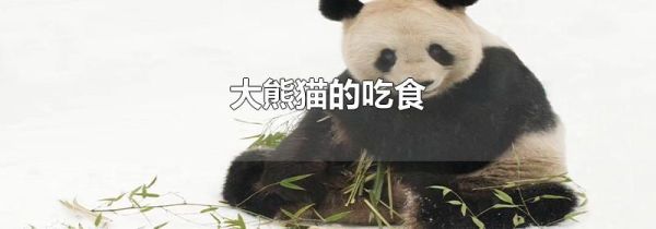 大熊猫的吃食