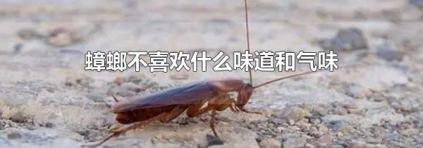 蟑螂不喜欢什么味道和气味