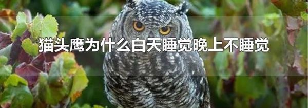 猫头鹰为什么白天睡觉晚上不睡觉