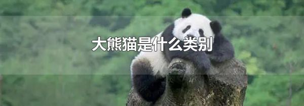 大熊猫是什么类别