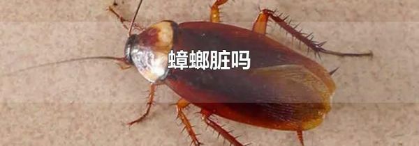 蟑螂脏吗