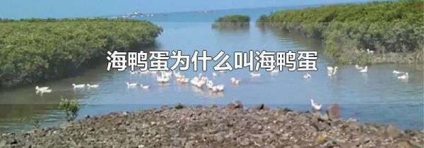 海鸭蛋为什么叫海鸭蛋