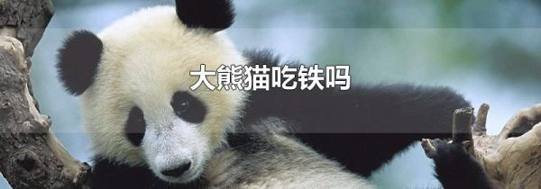 大熊猫吃铁吗