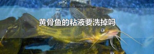 黄骨鱼的粘液要洗掉吗