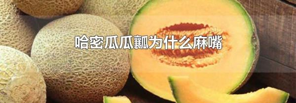 哈密瓜瓜瓤为什么麻嘴
