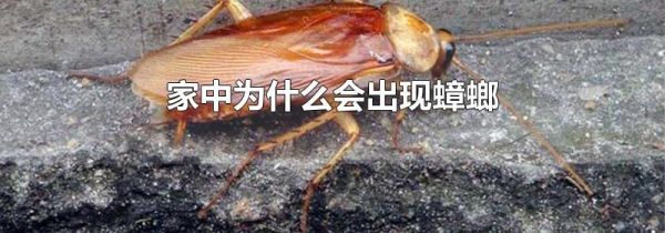 家中为什么会出现蟑螂