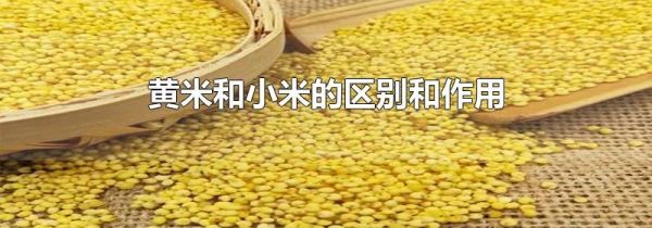 黄米和小米的区别和作用
