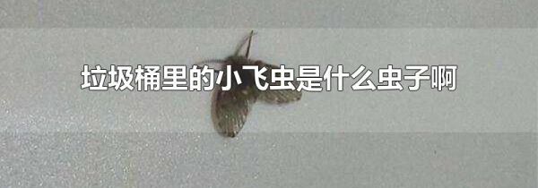 垃圾桶里的小飞虫是什么虫子啊