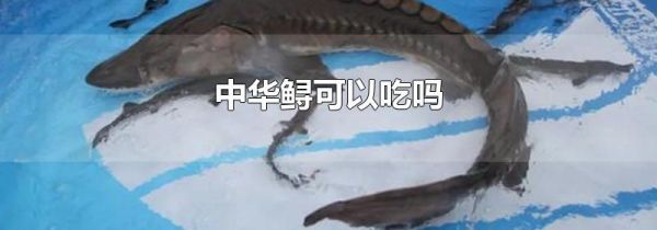 中华鲟可以吃吗