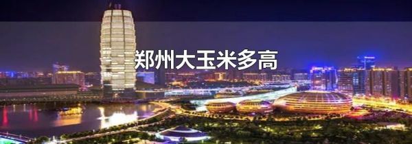 郑州大玉米多高