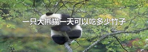 一只大熊猫一天可以吃多少竹子