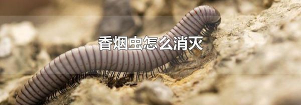 香烟虫怎么消灭