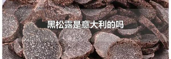 黑松露是意大利的吗