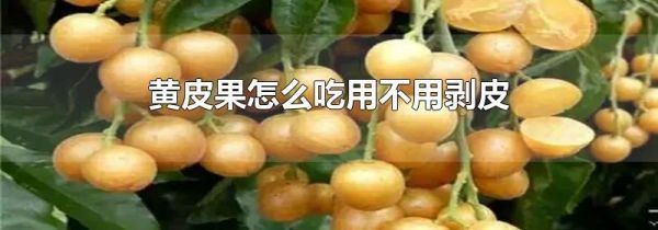 黄皮果怎么吃用不用剥皮
