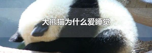 大熊猫为什么爱睡觉