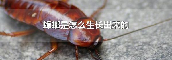 蟑螂是怎么生长出来的