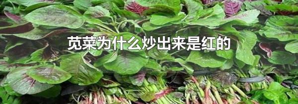 苋菜为什么炒出来是红的
