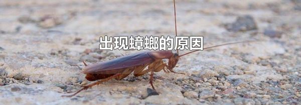 出现蟑螂的原因