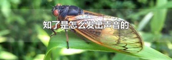 知了是怎么发出声音的