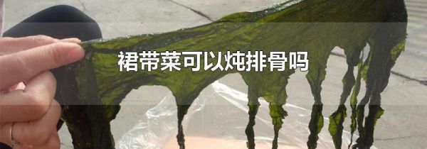 裙带菜可以炖排骨吗