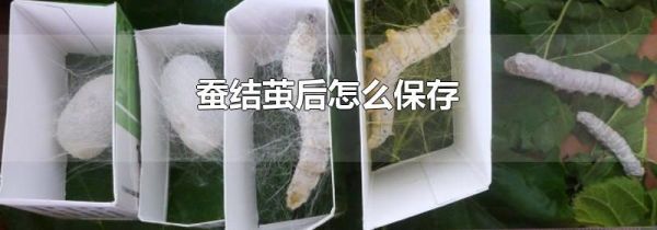 蚕结茧后怎么保存