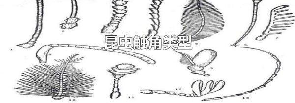 昆虫触角类型