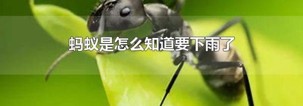 蚂蚁是怎么知道要下雨了