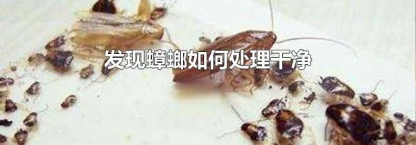 发现蟑螂如何处理干净
