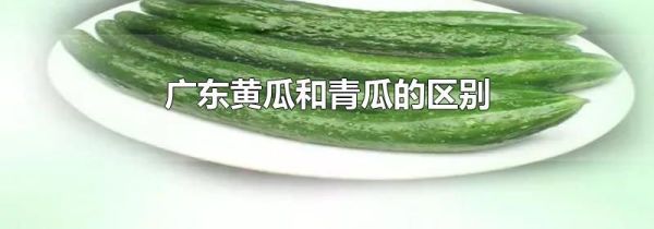 广东黄瓜和青瓜的区别