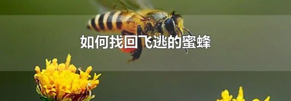 如何找回飞逃的蜜蜂