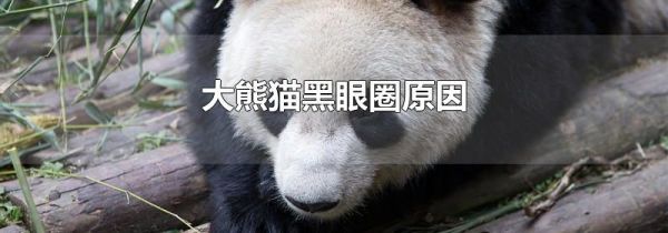 大熊猫黑眼圈原因