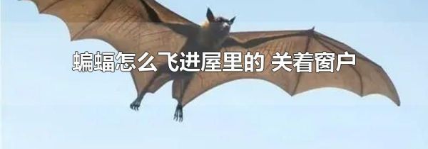 蝙蝠怎么飞进屋里的 关着窗户