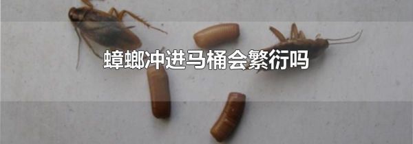 蟑螂冲进马桶会繁衍吗