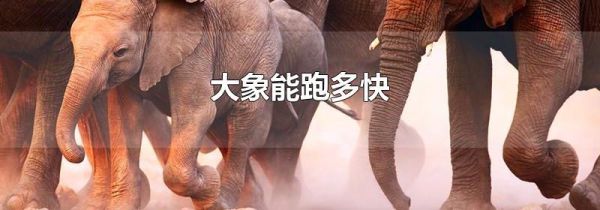 大象能跑多快