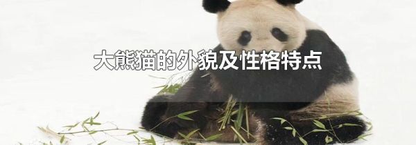 大熊猫的外貌及性格特点