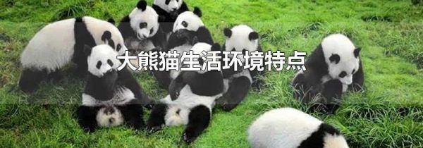 大熊猫生活环境特点