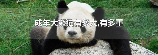 成年大熊猫有多大,有多重