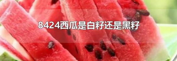 8424西瓜是白籽还是黑籽