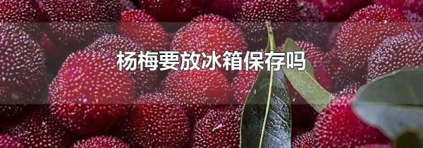 杨梅要放冰箱保存吗