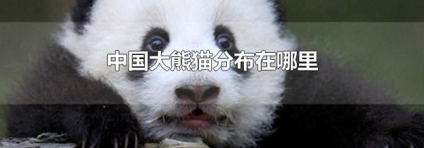 中国大熊猫分布在哪里
