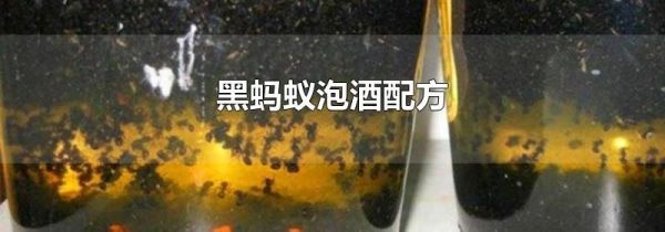 黑蚂蚁泡酒配方